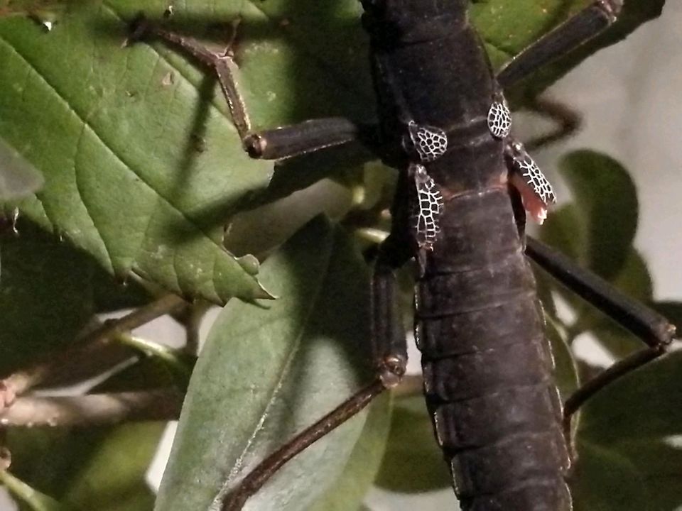 Peruphasma schultei "Pink wings" Nymphen in Ludwigsburg