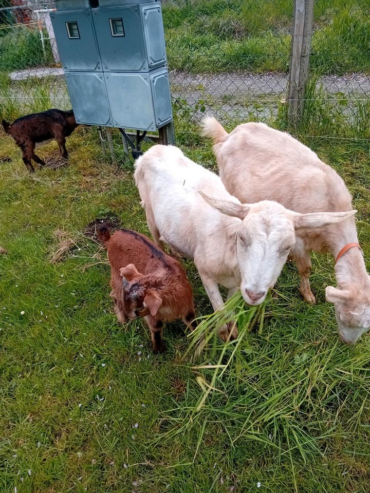 Ziege mit Lamm in Groß Quenstedt