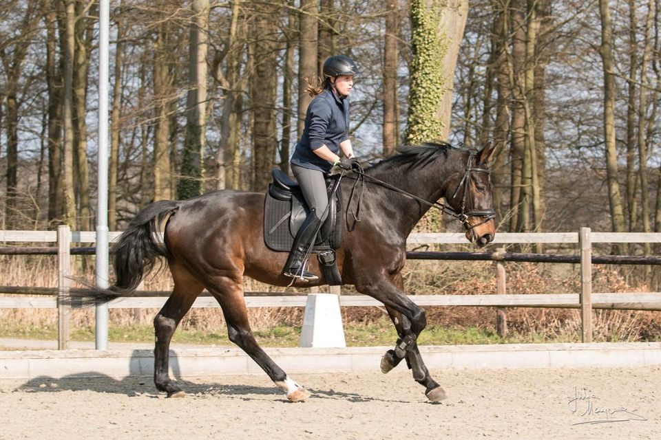 Reitbeteiligung (Pferd sucht Reiter) in Gremmendorf