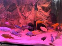 Aquarium, Malawi barsche/fische Baden-Württemberg - Sandhausen Vorschau