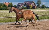 Prämiertes Ponyhengstfohlen von Glück Auf A Niedersachsen - Nortrup Vorschau