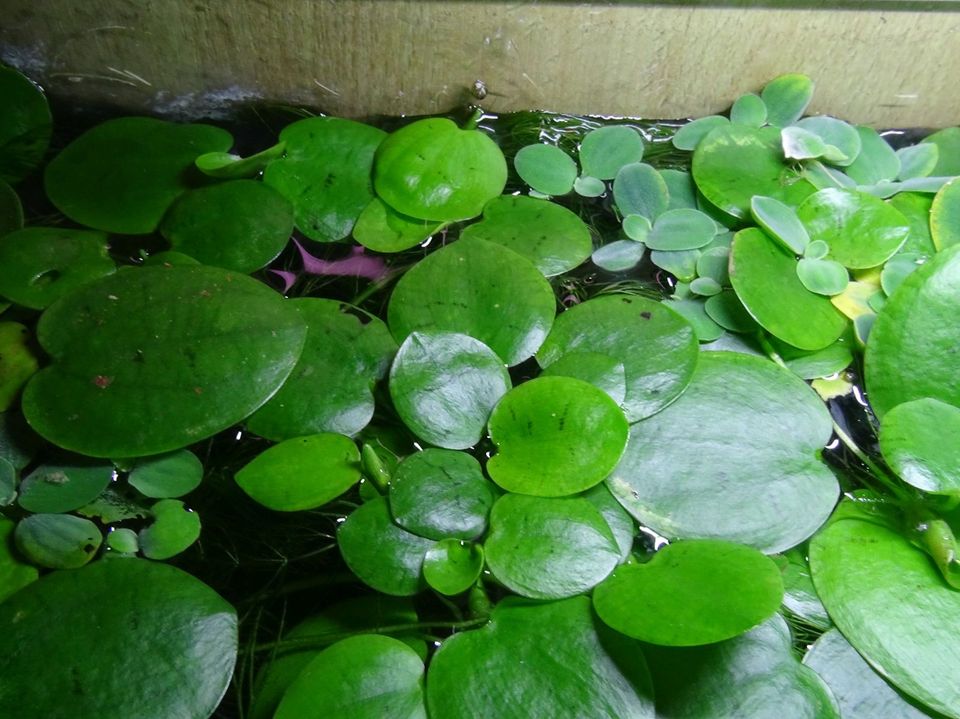 10 Schwimmpflanzen Aquarium/Teich selbst zusammen stellen 3Sorten in Niederroßbach