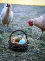 Täglich frische Eier Hessen - Münchhausen Vorschau