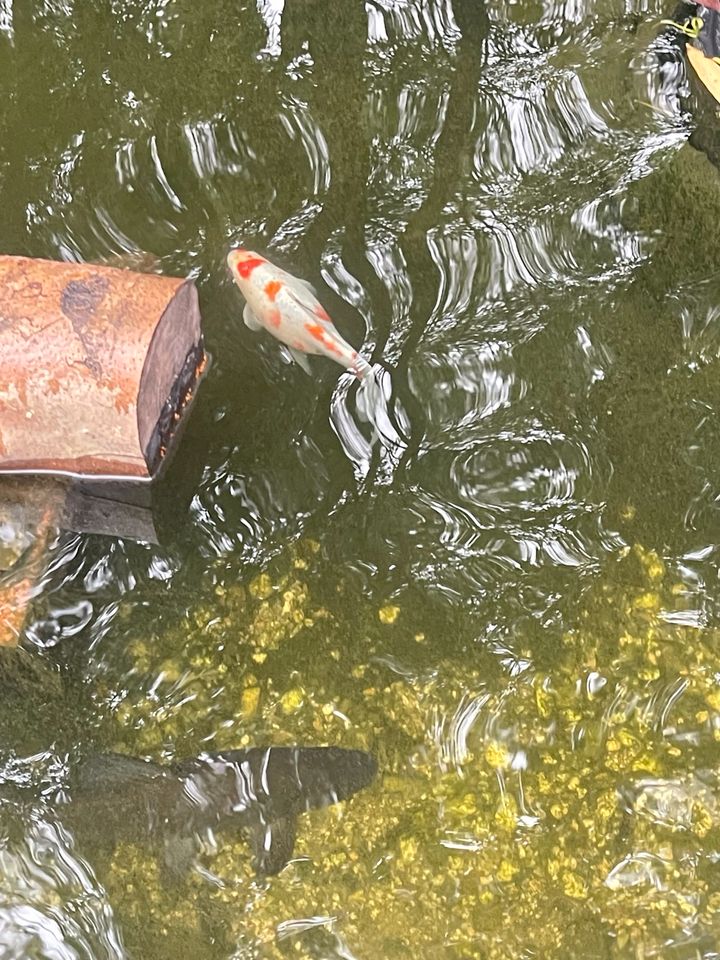 Koi  Teich Fisch in Oberhausen