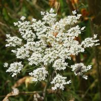 100+ Samen Wilde Möhre Daucus carota Insektenpflanze Naturgarten Nürnberg (Mittelfr) - Aussenstadt-Sued Vorschau