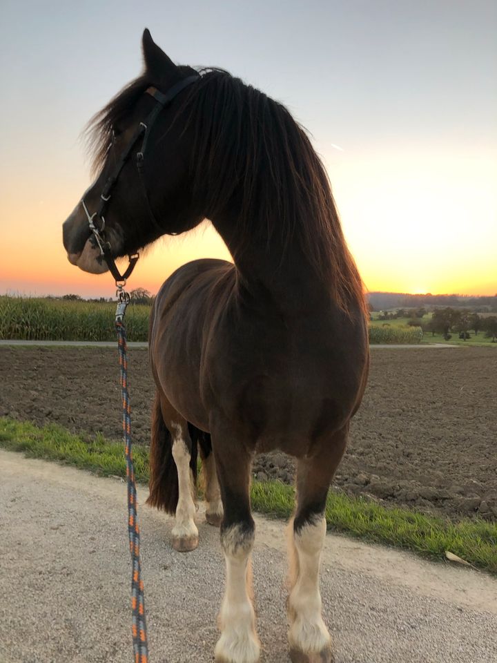 Irish Cob Wallach sucht Reitbeteiligung (Pferd sucht Reiter) in Stockach