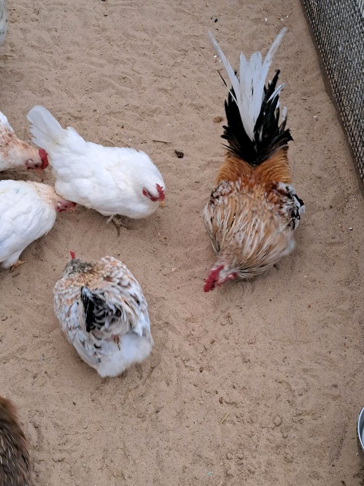 ( Keine ) Bruteier Reinrassige ayam serama in Sögel