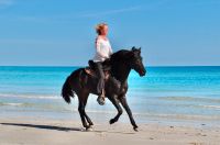 Natural Horsemanship Hengst Liberty Reise nach Afrika 2025 Hessen - Bad Arolsen Vorschau