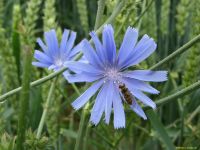 Bachblüten - Beratung Nordrhein-Westfalen - Ahlen Vorschau