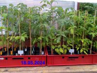 Biete Cocktailtomaten Tomatenpflanzen aus Bio Anbau an Hessen - Borken Vorschau