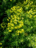 Zypressen-Wolfsmilch Euphorbia cyparissias Bodendecker Hessen - Liebenau Vorschau