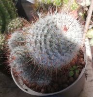 Mammilaria bombycina Rheinland-Pfalz - Hohenleimbach Vorschau