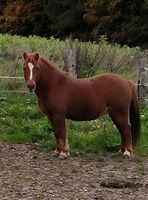 Shetty sucht Beschäftigung Niedersachsen - Melle Vorschau