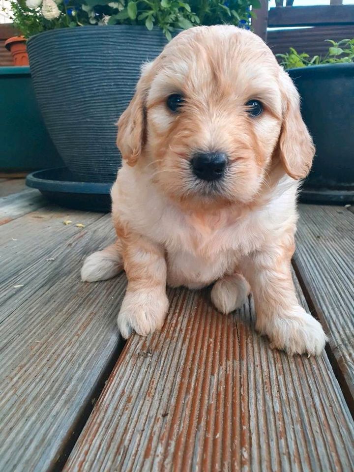 Goldendoodle Welpen suchen ein liebevolles Zuhause in Ventschow