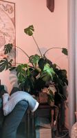 TAUSCHE Zimmerpflanze gegen kleinere Monstera Hessen - Sinntal Vorschau