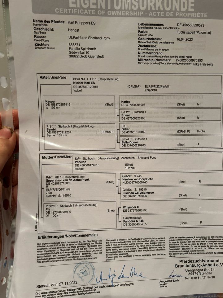 DpbS Shetty Wallach, Sonderfarbe, Absetzer, Schulpony in Groß Quenstedt