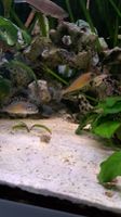 Tanganjika Buntbarsche Xenotilapia Papilio Tembwe - Paar Bayern - Schweinfurt Vorschau