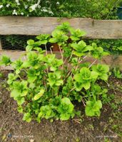 80cm Hortensie bauernhortensie rosa Pflanze garten blume Staude Nordrhein-Westfalen - Horn-Bad Meinberg Vorschau