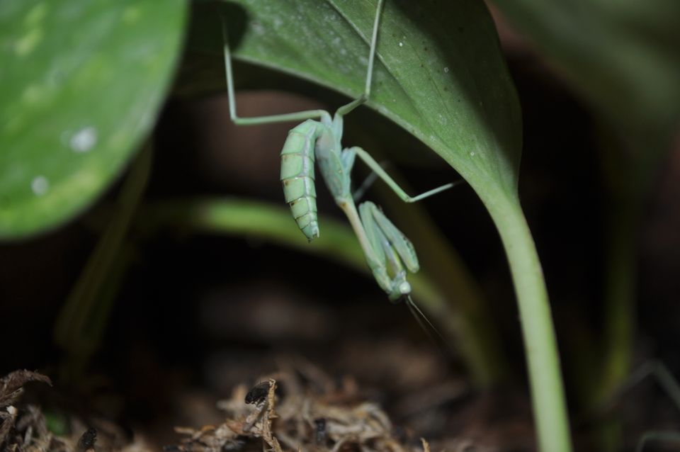 L5 L6 Omomantis zebrata Nymphen Mantide Gottesanbeterin Mantis in Berlin