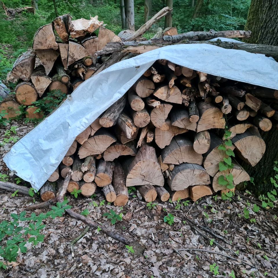 Brennholz Buche Eiche trocken in Meinhard