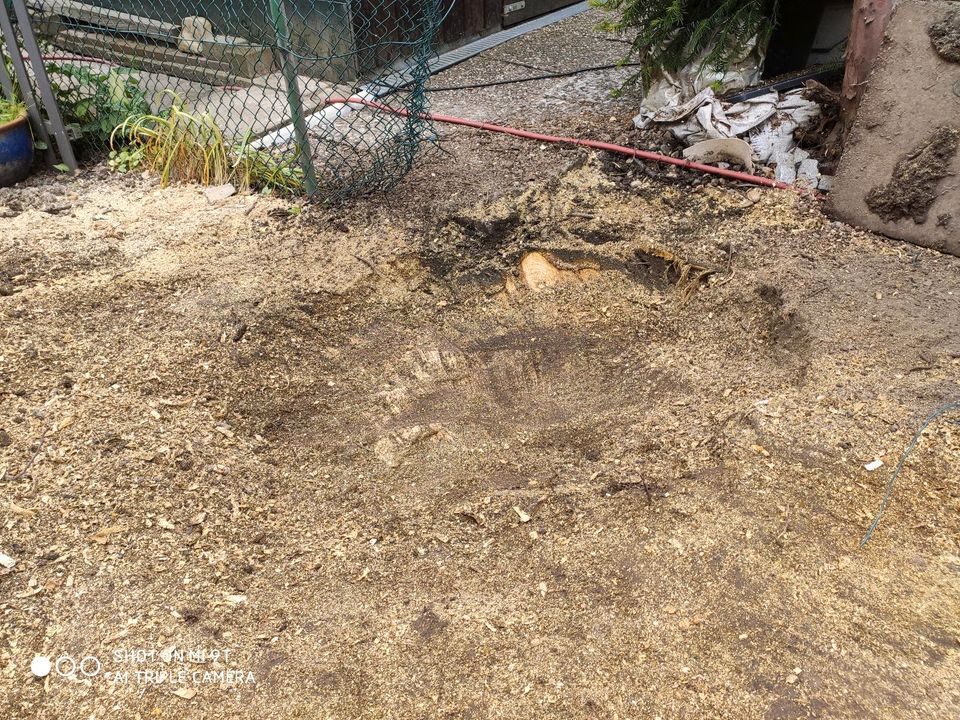 Wurzelfräsen Stubbenfräsen Baumstumpffräsen Baumfällung in Georgsmarienhütte