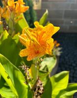 Canna - Indisches Blumenrohr -Rhizom oder Jungpflanzen Saarland - Losheim am See Vorschau