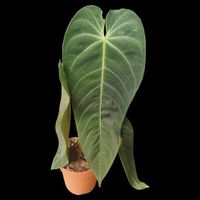 Anthurium queremalense L | Zimmerpflanze | Urban Jungle Thüringen - Suhl Vorschau