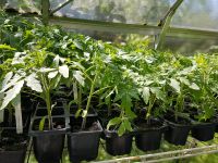 Tomatenpflanzen, 50 verschiedene Sorten,  darunter Raritäten Stuttgart - Weilimdorf Vorschau
