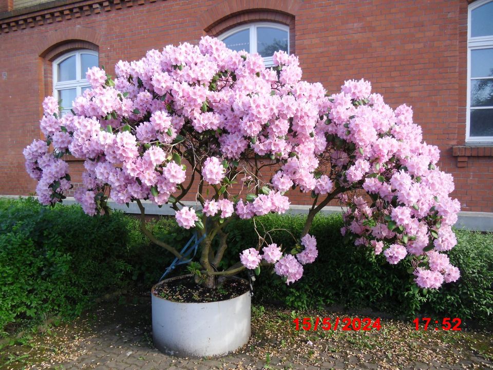 Rhododendron Rhodo Kübel Pflanze Blüten Traum in Hasselfelde