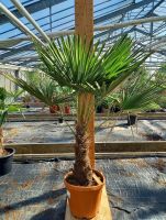 Trachycarpus fortunei winterharte Hanfpalme 1,6m + 30-40cm Stamm Nordrhein-Westfalen - Nordkirchen Vorschau