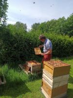 Bienenkönigin F1 Bienen Königin Weisel begattet 2023 Herzogtum Lauenburg - Wentorf Vorschau