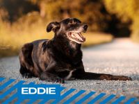 Verkuschelter Hund Eddie sucht ländliches Zuhause Bayern - Ihrlerstein Vorschau