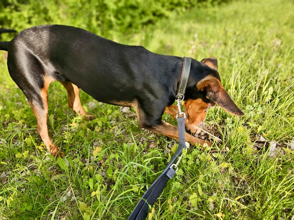 Hündin (11 Monate), verspielt, freundlich & toller Familienhund in Ebersberg