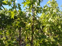 Liquidambar styraciflua 'Fastigiata / Amberbaum / Höhe 250cm Nordrhein-Westfalen - Bocholt Vorschau