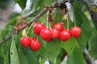 Baumschnitt - Obstbaum - Schnitt und Pflege Hessen - Wetzlar Vorschau