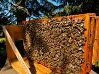 Bienenvolk carnica Nordwestmecklenburg - Landkreis - Grevesmuehlen Vorschau