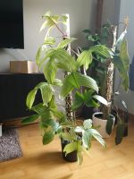 Philodendron Florida Ghost Ableger Niedersachsen - Wunstorf Vorschau