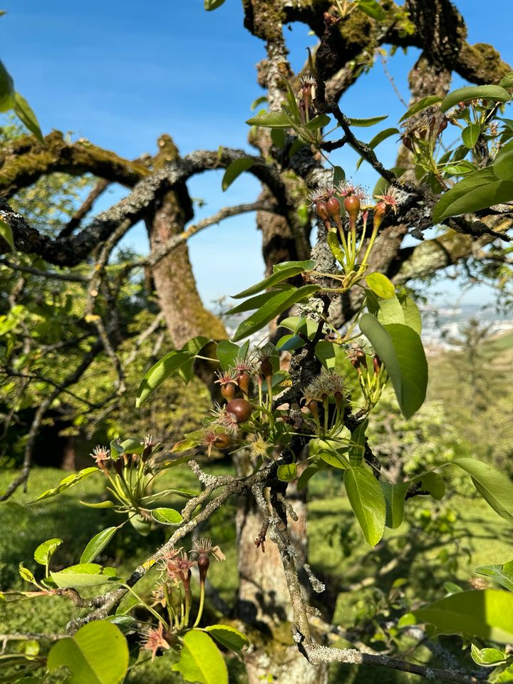 Gepflegte Obstwiese über Untertürkheim (Heidenwengert) in Stuttgart