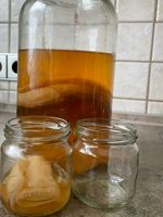 Kombucha Pilz Hessen - Bad Homburg Vorschau