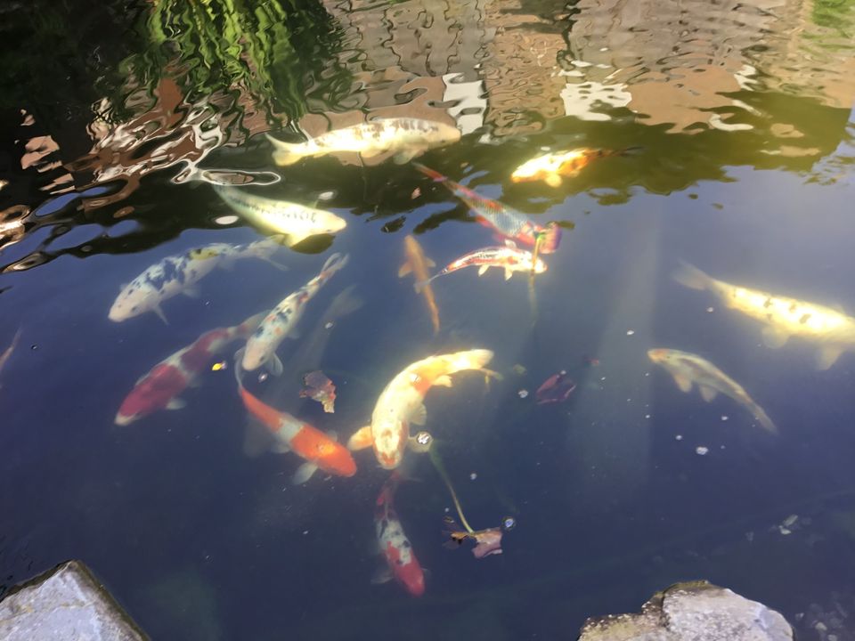 Kois schöne Farben in Weeze