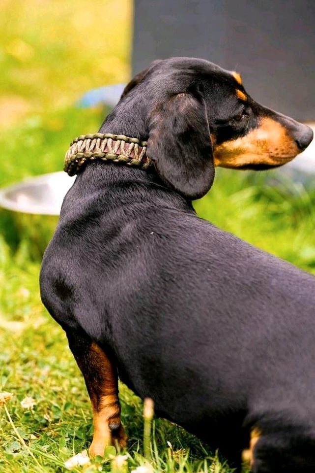 Paracord-Leder Hundehalsband in Rothenburg