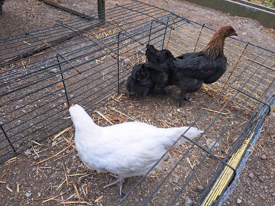 Hühner Hennen und Hähne in Stadtlohn