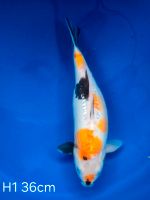 Koi D-Kindai Showa 36cm H1-24 Nordrhein-Westfalen - Wadersloh Vorschau