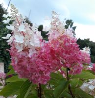 Rispenhortensie Hydrangea paniculata 'Fraise Melba' 40-60cm Niedersachsen - Westerstede Vorschau