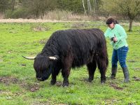 Highland Cattle Färsen Herdbuch Hessen - Maintal Vorschau