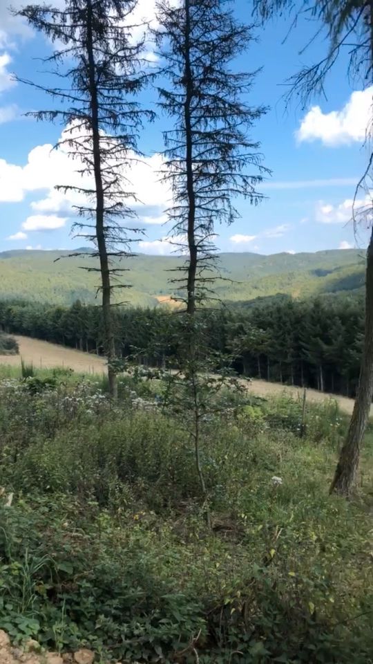 Waldgrundstück Wiese zu verpachten am Nürburgring Bushcraft in Herschbroich