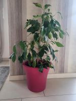 Pflanze Benjamini Birkenfeige Ficus ca.80 cm Niedersachsen - Oyten Vorschau