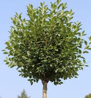 Hochstamm Steppenkirsche Globosa 80-100cm - Prunus fruticosa Niedersachsen - Bad Zwischenahn Vorschau