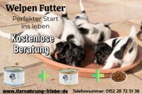 Ernährungsberatung Hund Katze Pferd Deutschlandweit Niedersachsen - Seelze Vorschau