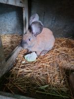 Deutscher riese gelb Saarland - Neunkirchen Vorschau